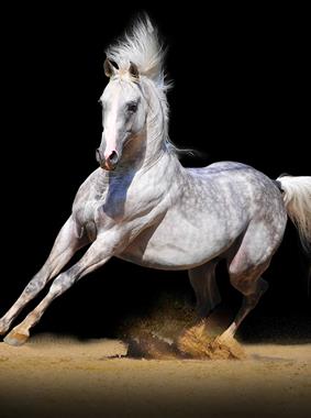 Le Pôle Européen du Cheval Le Mans - Hotel de La Pommeraie - Hotel Le Mans - Hôtel La Pommeraie